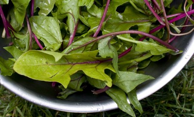 spinach fresh greens in metal bowl