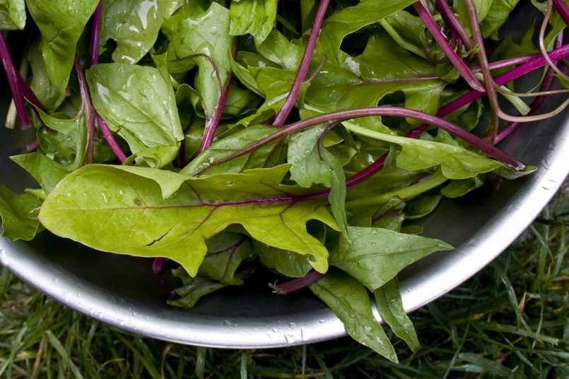 spinach fresh greens in metal bowl