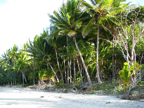 Coconut palms at Port Douglas, north Queensland