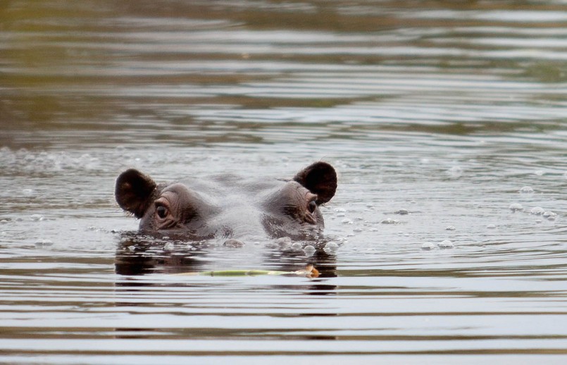 Hippo, Kwhai, Moremi Game Reserve