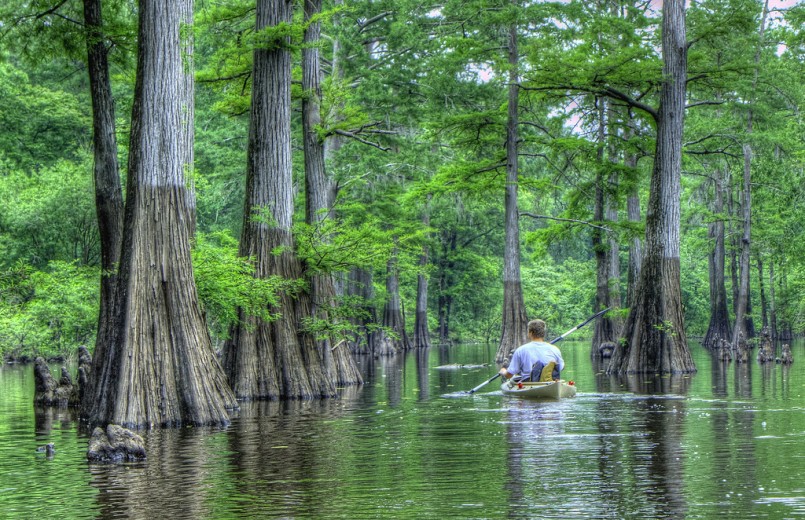 David Kayaking thur the cypress trees in Harrell bayou