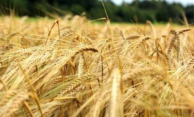 barley in field