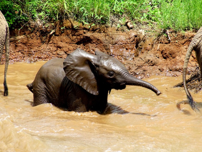 swim with elephants in Thailand
