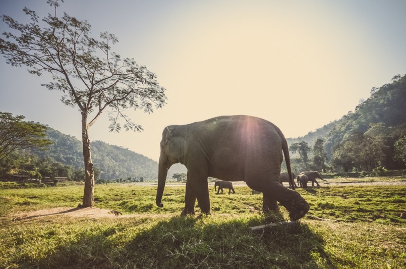 elephants in Thailand