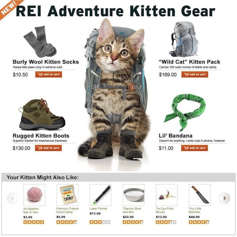 REI kitten gear