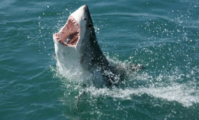 Shark in South Africa