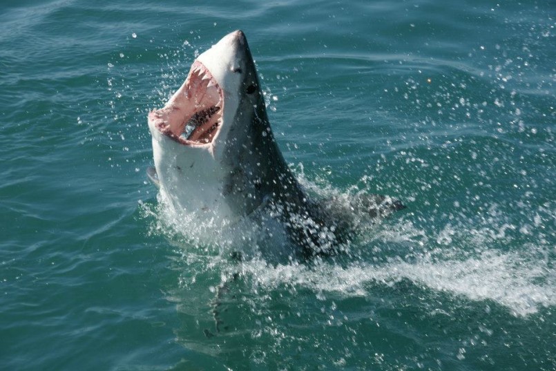 Shark in South Africa