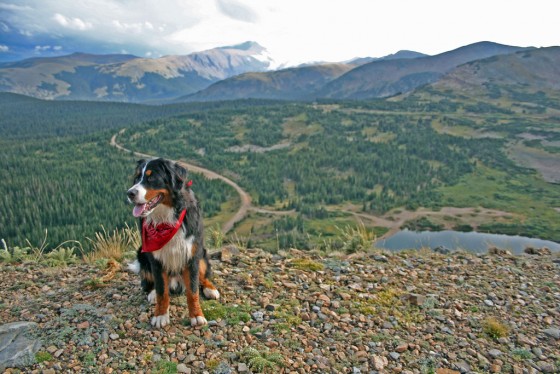 15 Best Dog Breeds for Hiking Buddies - Page 2 of 16 - OutwardOn.com