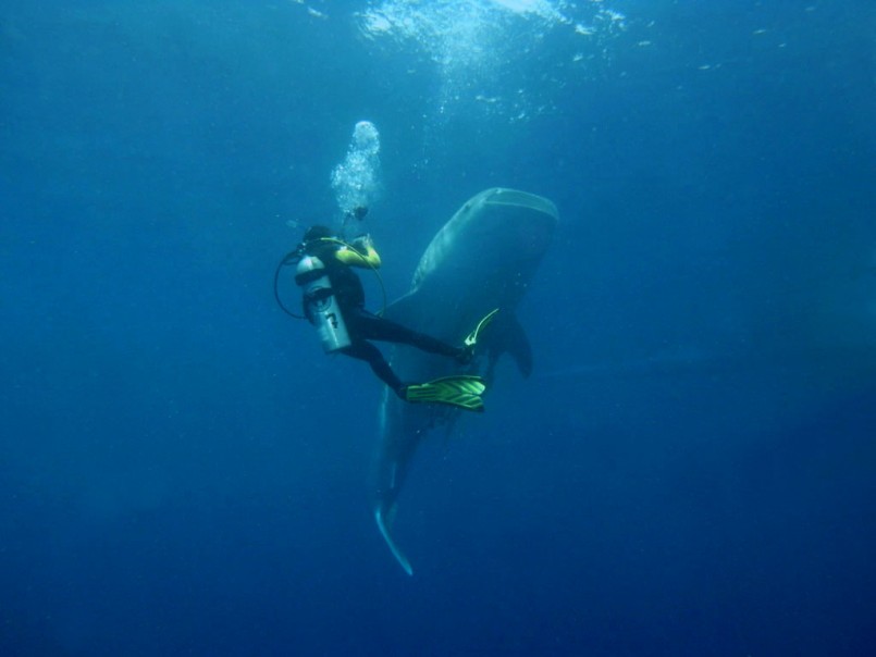 Whale Shark Scuba Diving