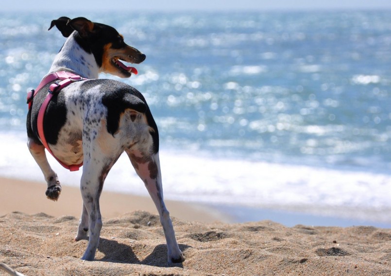 Rat Terrier Huntington Dog Beach