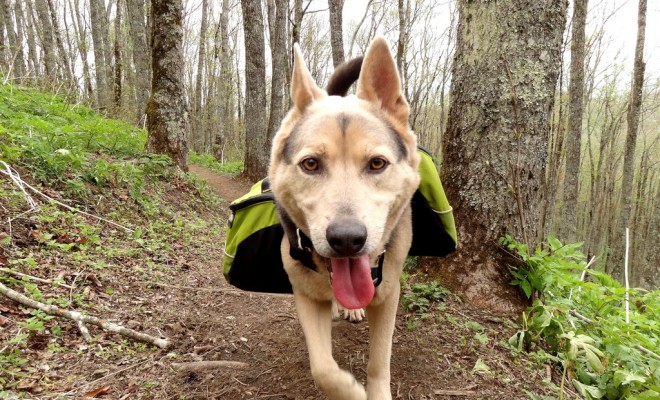 good dogs for hiking