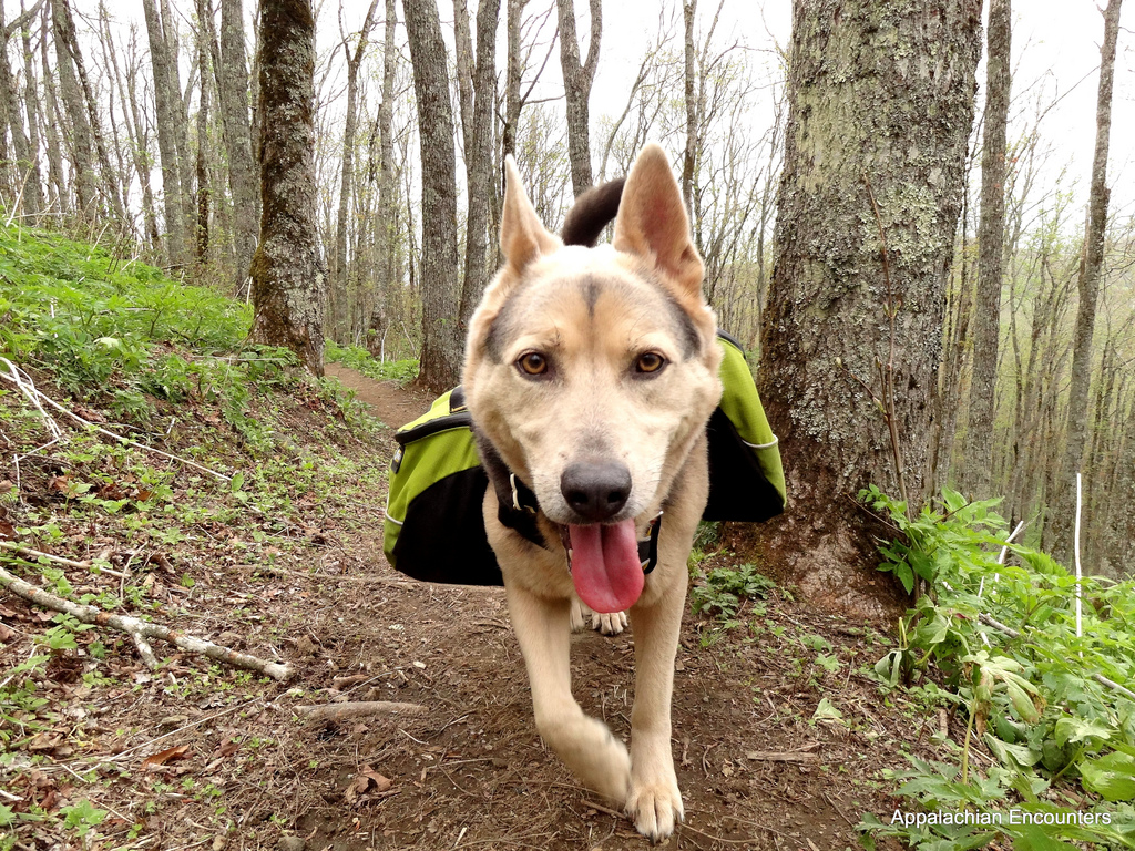 best dogs to hike with