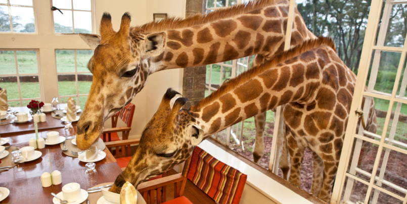 eat-breakfast-with-giraffes-at-this-incredible-hotel-in-kenya-photos