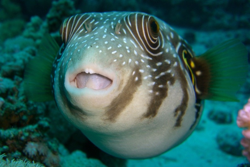 White Spotted Puffer Fish