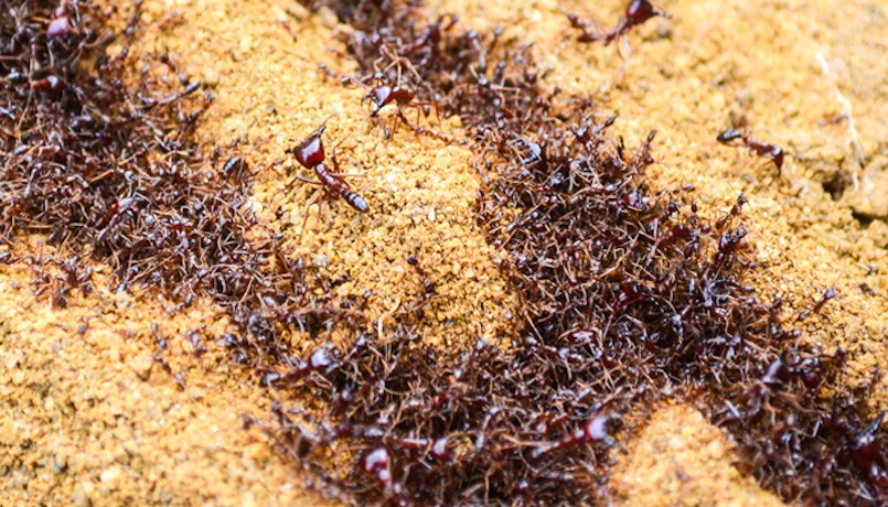 Driver Ants
