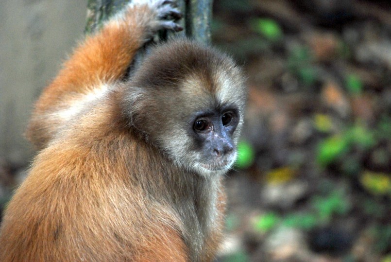 Cute Capuchin monkey