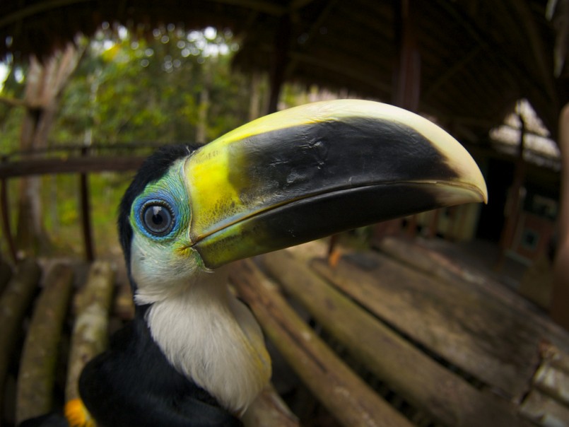 toucan in the amazon