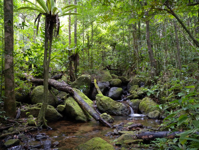 Lowland rainforest, Masoala National Park, Madagascar