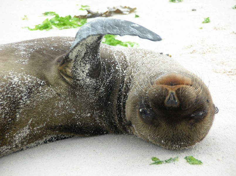 baby sea lion laying on back