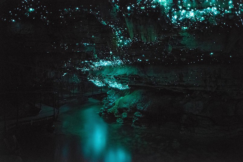 glowworms cave new zealand