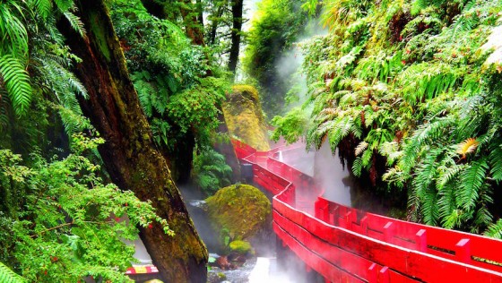 red wood bridge in Valdivian Rainforest