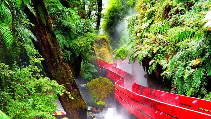 red wood bridge in Valdivian Rainforest