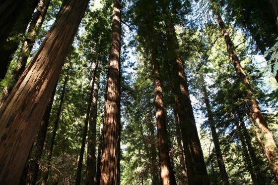 7 Awesome Facts About Redwood Forests