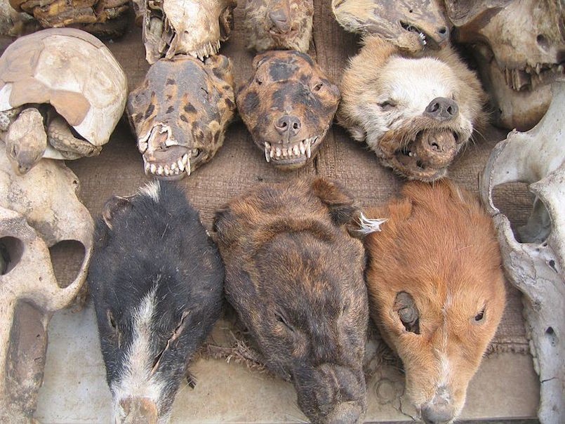 skulls and flesh at fetish market togo
