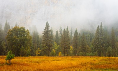Mist on a rainy day in Yosemite National Park, California.