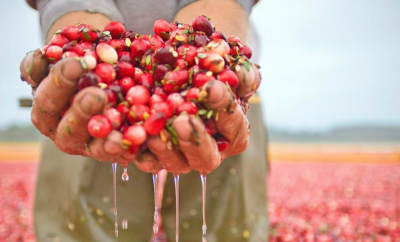 person holding cranberries in hands in bog