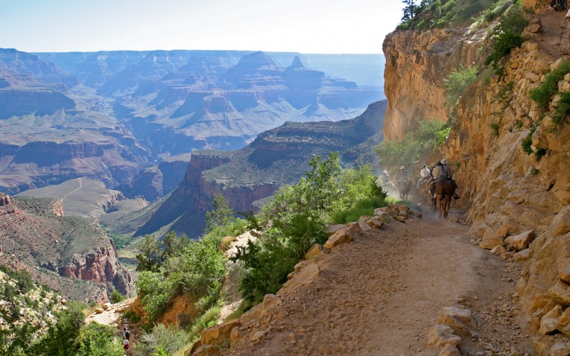 Mules on Bright Angel Trail in Grand Canyon