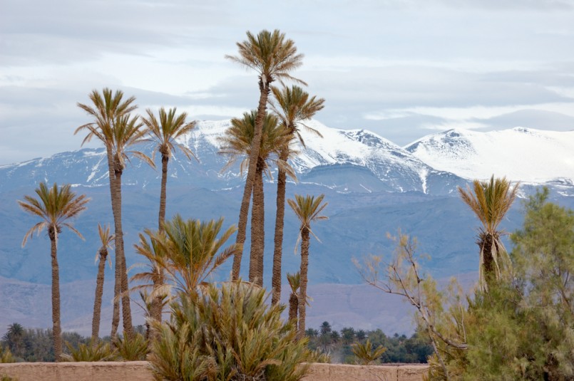 Palm trees and atlas mountain after snowing