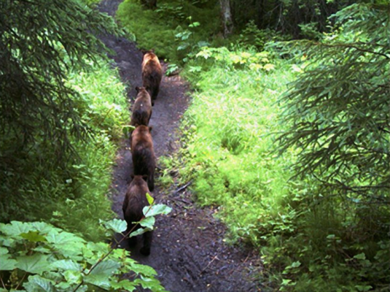 bears single file on rover's run trail in Anchorage, Alaska