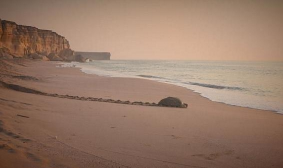 Discover The Secrets Along The Oman Coastline