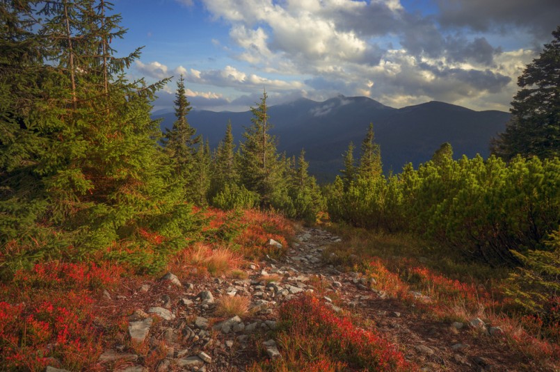 highland vegetation modest summer and unusually beautiful colors blooms in autumn, before cold weather. Blueberries, – bright red, coniferous forest green, orange buk- mountains sinie- fantastic charm