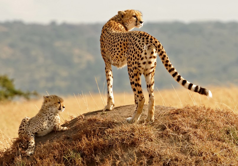 African Cheetahs (Acinonyx jubatus) on the Masai Mara National Reserve safari in southwestern Kenya