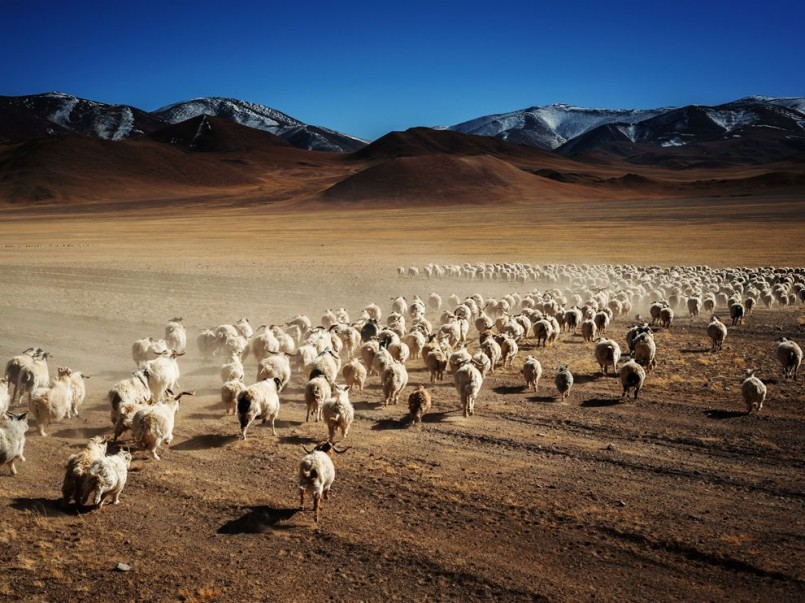sheep-flock-tibet_70953_990x742 (1)
