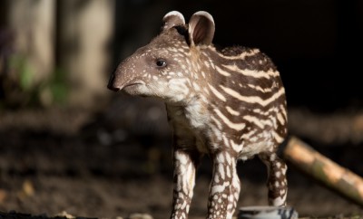 small stripped baby of the endangered South American tapir