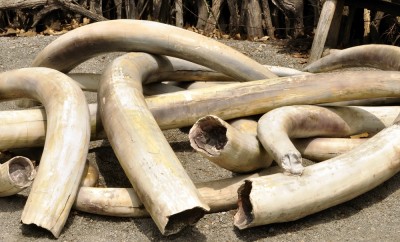A Pile Of Old Ivory Tusks