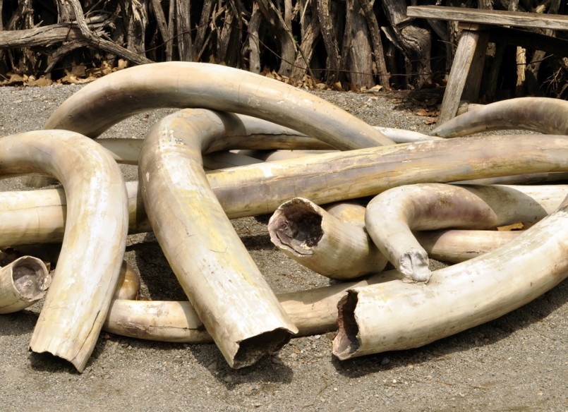 A Pile Of Old Ivory Tusks