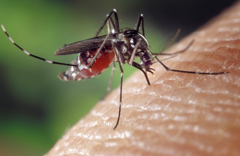 Aedes_albopictus_on_human_skin