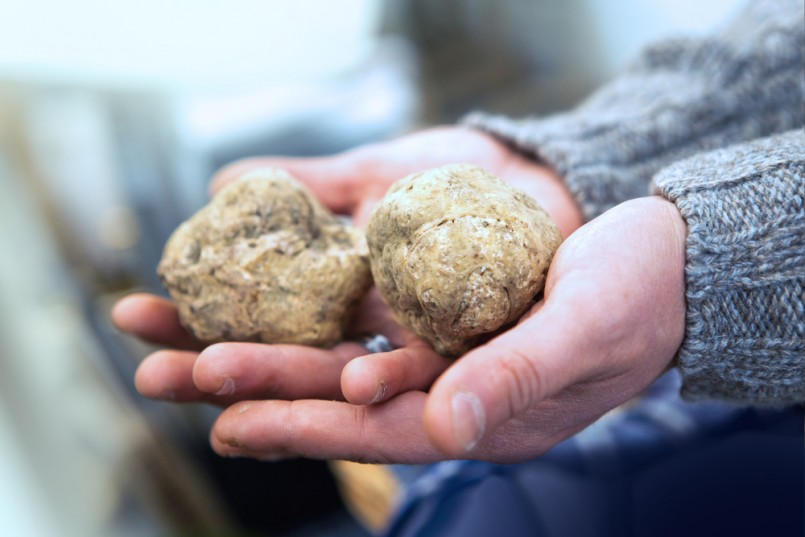 Big Italian white truffles (Tuber Magnatum) on hand. Festivals and fairs Italy