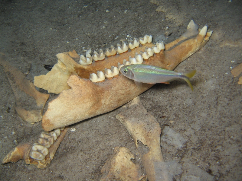 Fish Jaw Bone