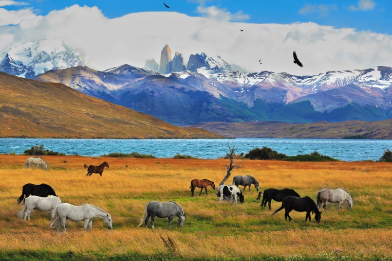 Lake Laguna Azul in the mountains. On the shore of Laguna Azul grazing horses. Magical landscape in the national park Torres del Paine, Chile