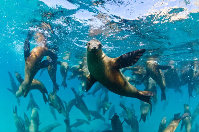 The Californian sea lions of Mexico’s Baja California