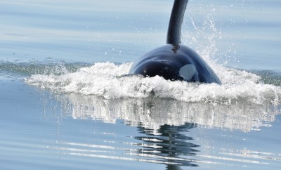 A male killer whale surfaces in the calm waters of the Salish Sea