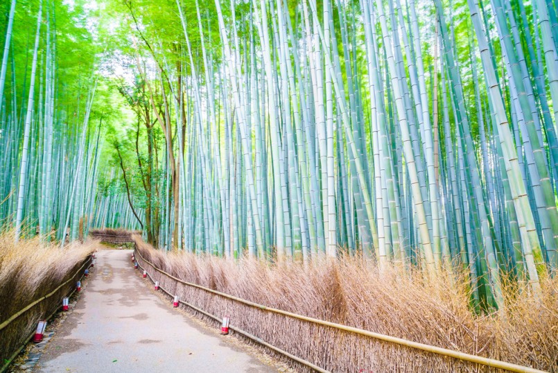 Beautiful Bamboo forest in Arashiyama at Kyoto – Bright Processing style pictures