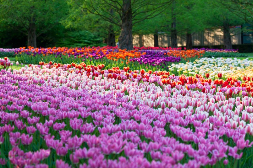 Bright flowerbed in Keukenhof – famous Holland spring flower park