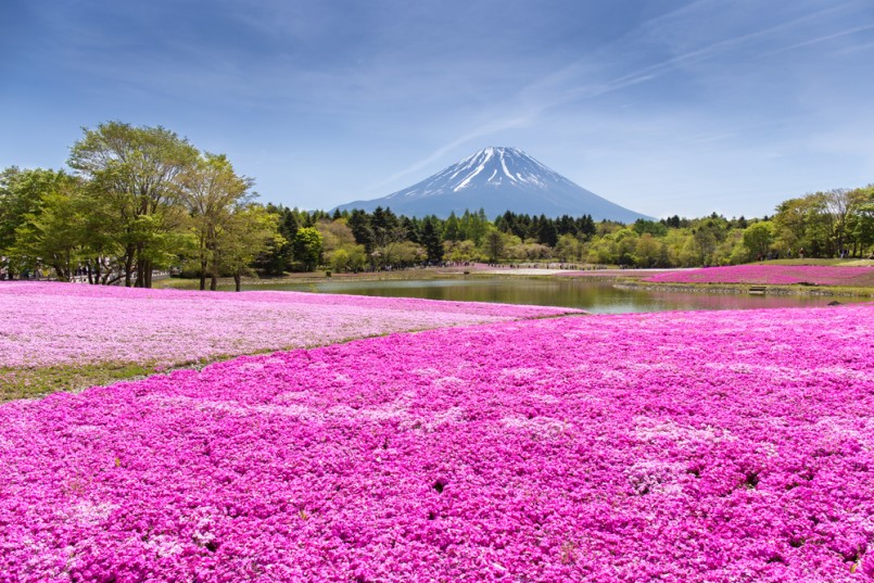Japan Shibazakura Festival with the field of pink moss of Sakura or cherry blossom with Mountain Fuji Yamanashi, Japan (Fuji mountain focus)