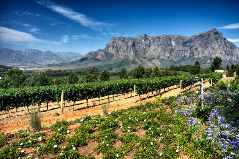View across vineyards of the Stellenbosch district with the Simonsberg mountain in the background , Western Cape Province, South Africa